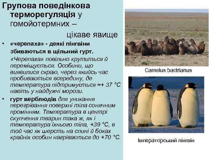 Групова поведінкова терморегуляція у гомойотермних – цікаве явище • «черепаха» - деякі пінгвіни збиваються