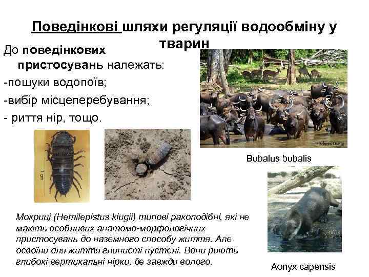 Поведінкові шляхи регуляції водообміну у тварин До поведінкових пристосувань належать: -пошуки водопоїв; -вибір місцеперебування;