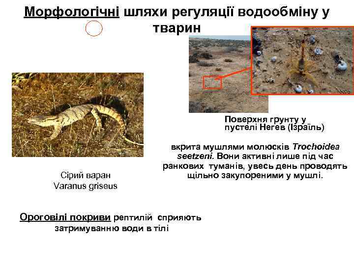Морфологічні шляхи регуляції водообміну у тварин Поверхня грунту у пустелі Негев (Ізраїль) Сірий варан