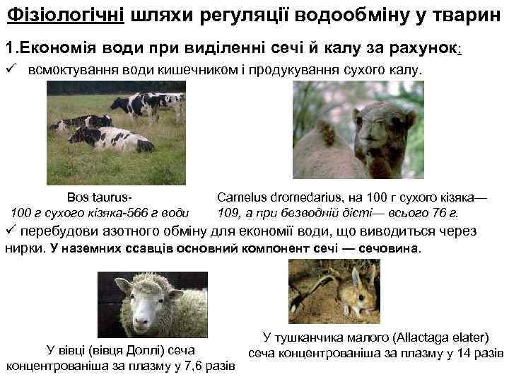 Фізіологічні шляхи регуляції водообміну у тварин 1. Економія води при виділенні сечі й калу