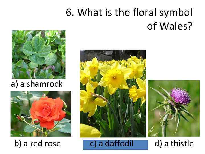 6. What is the floral symbol of Wales? a) a shamrock b) a red
