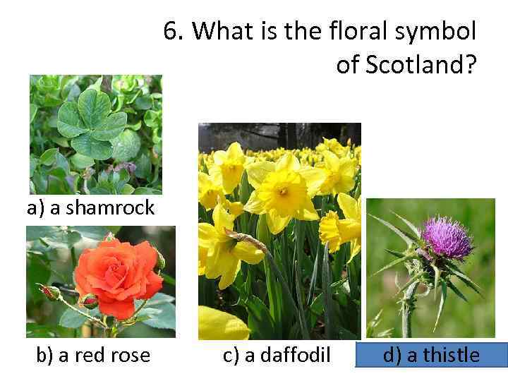 6. What is the floral symbol of Scotland? a) a shamrock b) a red