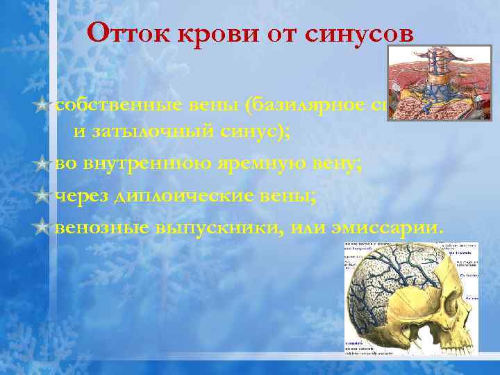 Отток крови от синусов собственные вены (базилярное сплетение и затылочный синус); во внутреннюю яремную