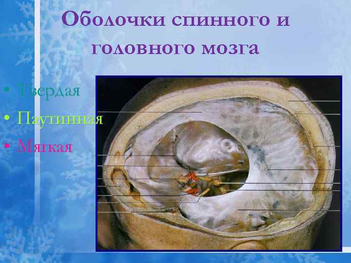 Оболочки спинного и головного мозга • Твердая • Паутинная • Мягкая 
