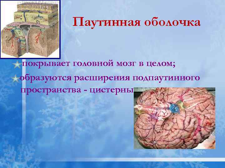 Паутинная оболочка покрывает головной мозг в целом; образуются расширения подпаутинного пространства - цистерны. 