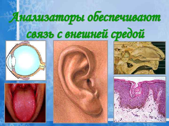 Анализаторы обеспечивают связь с внешней средой 