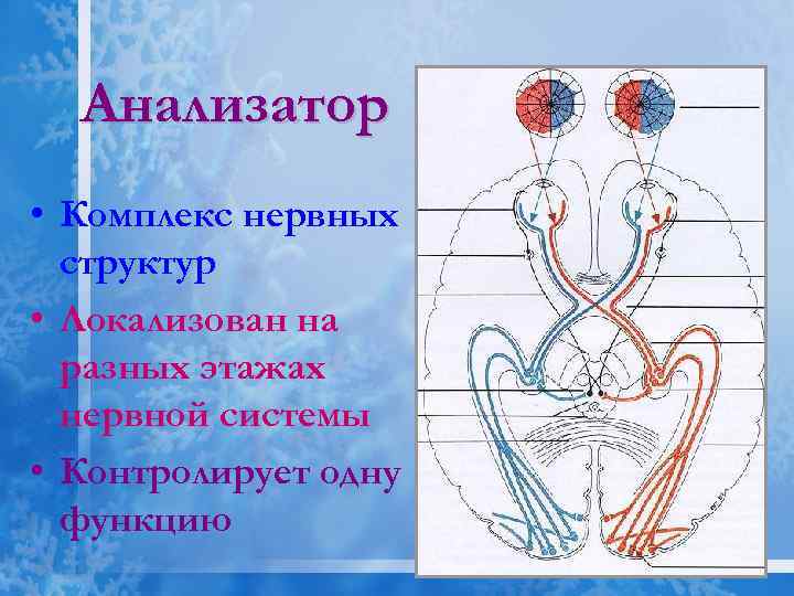 Анализатор • Комплекс нервных структур • Локализован на разных этажах нервной системы • Контролирует