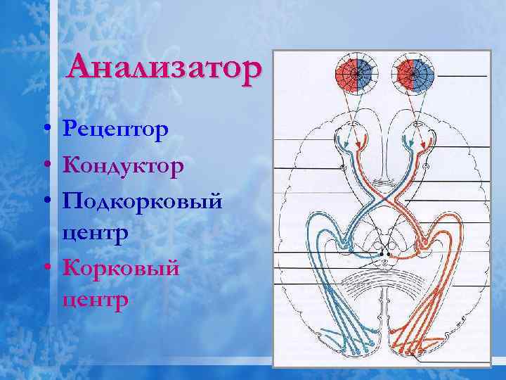 Анализатор • Рецептор • Кондуктор • Подкорковый центр • Корковый центр 