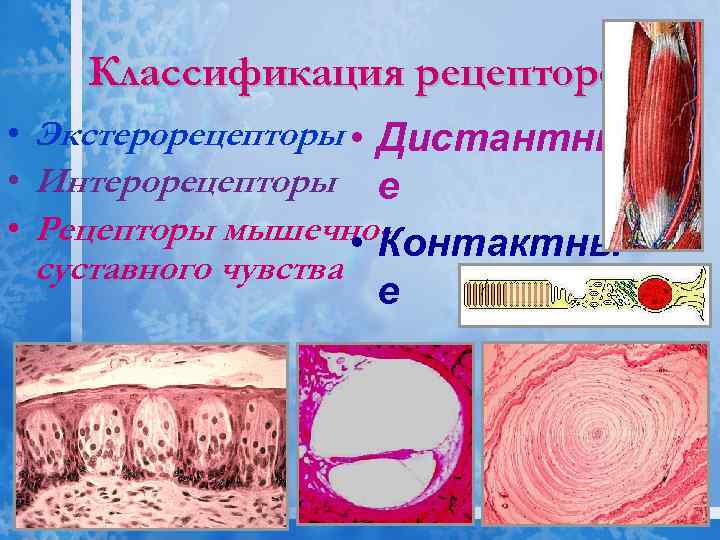 Классификация рецепторов • Экстерорецепторы • Дистантны • Интерорецепторы е • Рецепторы мышечно • Контактны
