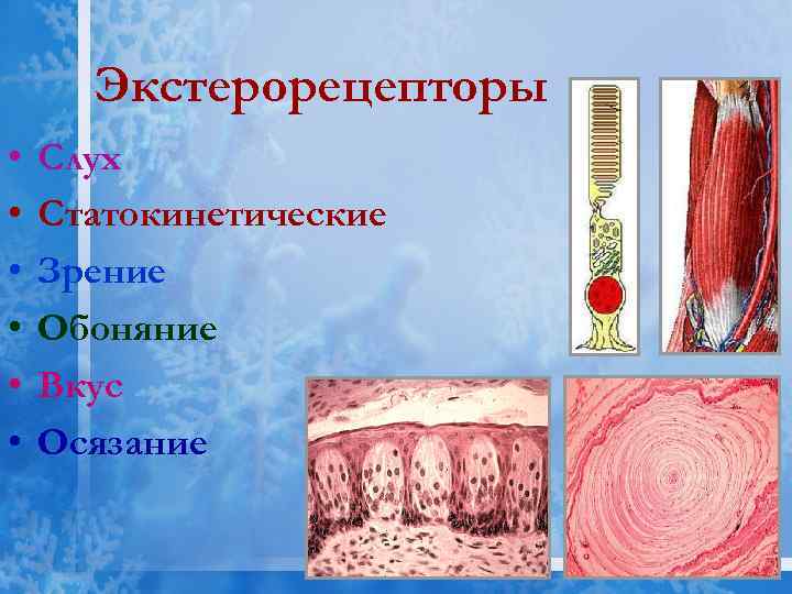 Экстерорецепторы • • • Слух Статокинетические Зрение Обоняние Вкус Осязание 