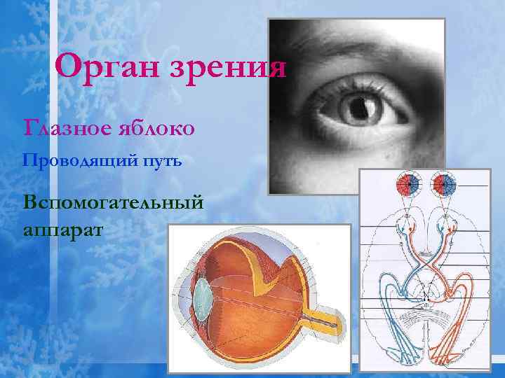 Орган зрения Глазное яблоко Проводящий путь Вспомогательный аппарат 