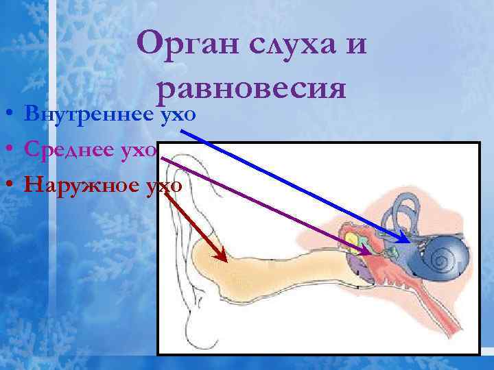Орган слуха и равновесия • Внутреннее ухо • Среднее ухо • Наружное ухо 