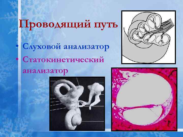 Проводящий путь • Слуховой анализатор • Статокинетический анализатор 