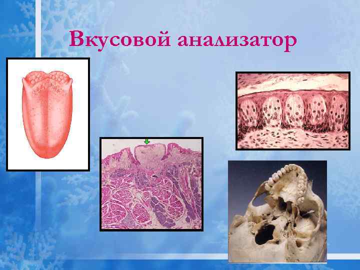 Вкусовой анализатор 