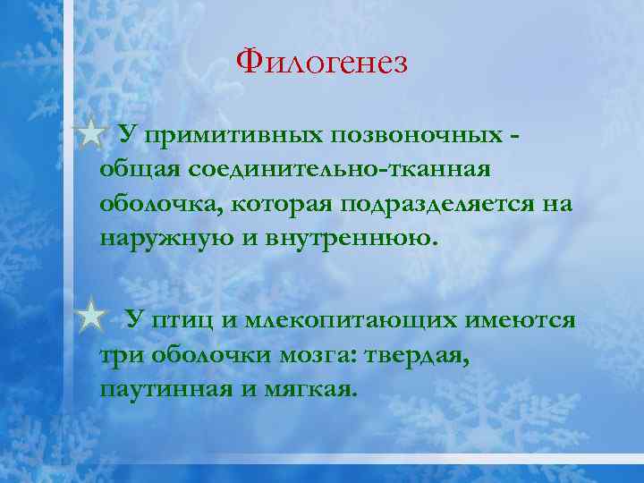 Филогенез У примитивных позвоночных общая соединительно-тканная оболочка, которая подразделяется на наружную и внутреннюю. У