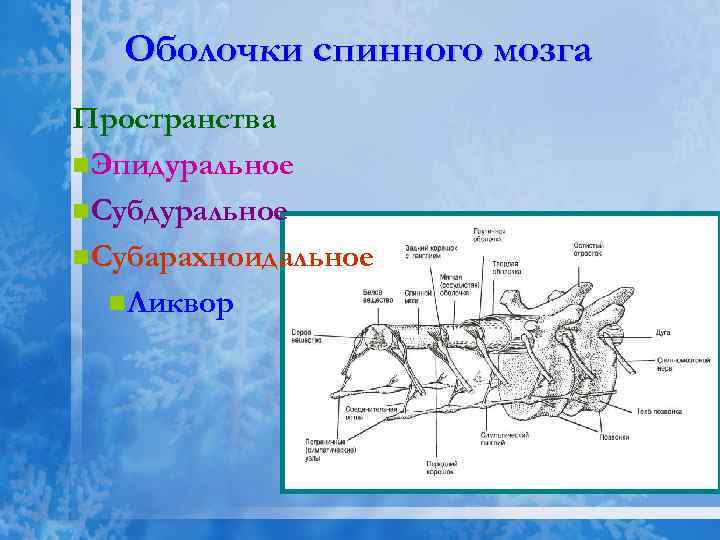 Оболочки спинного мозга Пространства n. Эпидуральное n. Субарахноидальное n. Ликвор 