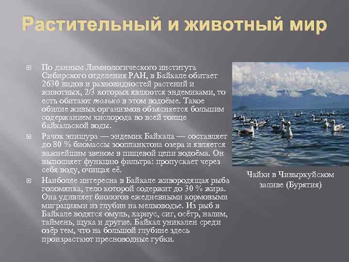 Растительный и животный мир По данным Лимнологического института Сибирского отделения РАН, в Байкале обитает