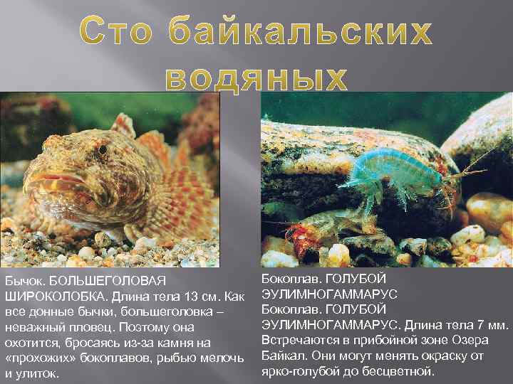 Бычок. БОЛЬШЕГОЛОВАЯ ШИРОКОЛОБКА. Длина тела 13 см. Как все донные бычки, большеголовка – неважный