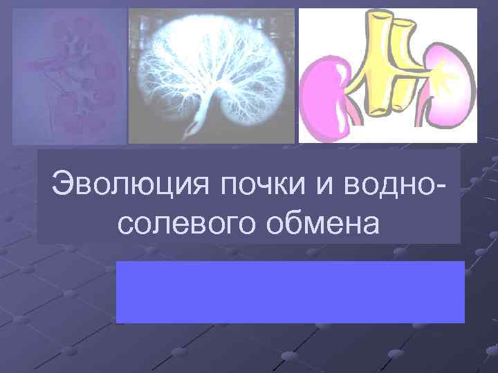 Эволюция почки и водносолевого обмена 