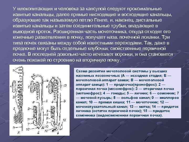 У млекопитающих и человека за капсулой следуют проксимальные извитые канальцы, далее прямые нисходящие и