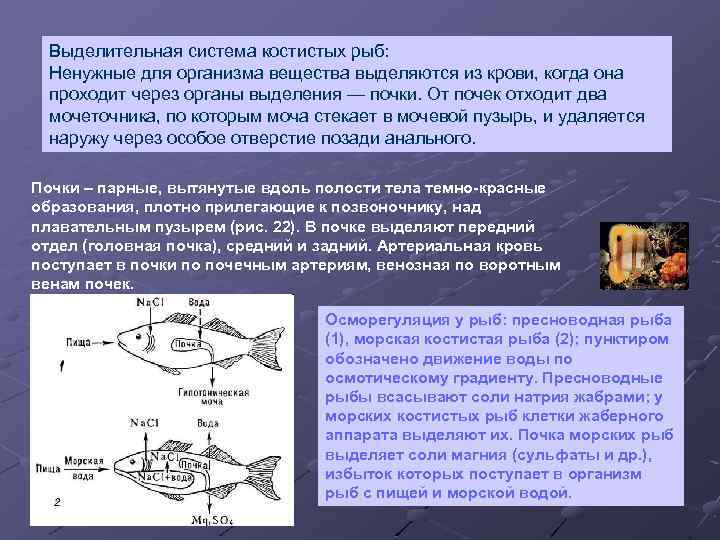 Выделительная система костистых рыб: Ненужные для организма вещества выделяются из крови, когда она проходит