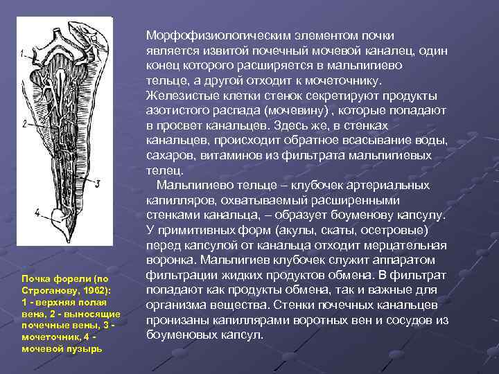 Почка форели (по Строганову, 1962): 1 - верхняя полая вена, 2 - выносящие почечные