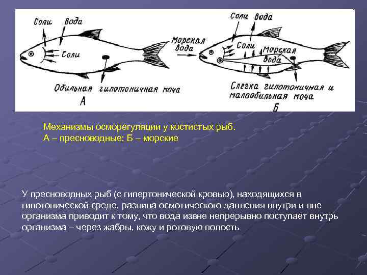 Механизмы осморегуляции у костистых рыб. А – пресноводные; Б – морские У пресноводных рыб