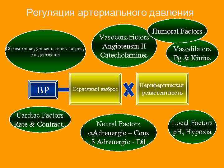 Регуляция артериального давления Объем крови, уровень ионов натрия, альдостерона BP Cardiac Factors Rate &