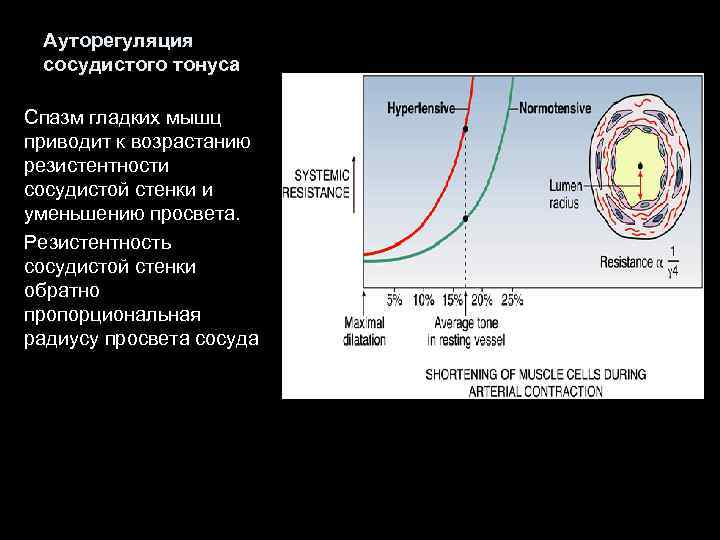 Ауторегуляция сосудистого тонуса Спазм гладких мышц приводит к возрастанию резистентности сосудистой стенки и уменьшению