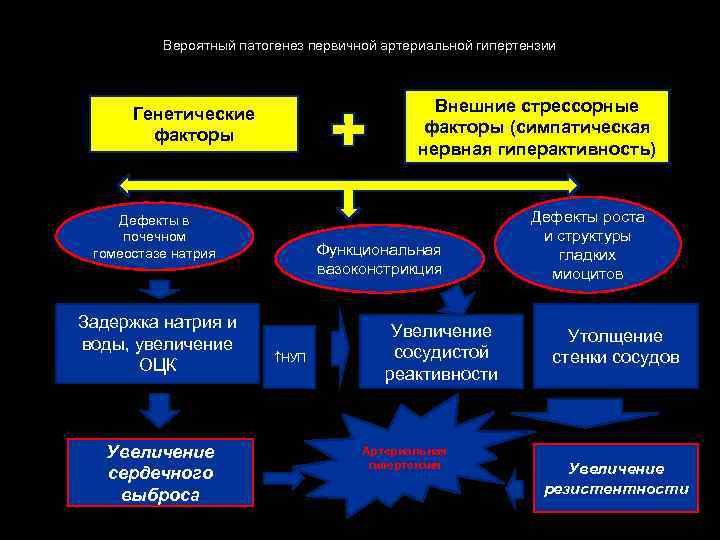 Вероятный патогенез первичной артериальной гипертензии Внешние стрессорные факторы (симпатическая нервная гиперактивность) Генетические факторы Дефекты