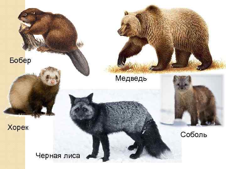 Бобер Медведь Хорек Соболь Черная лиса 