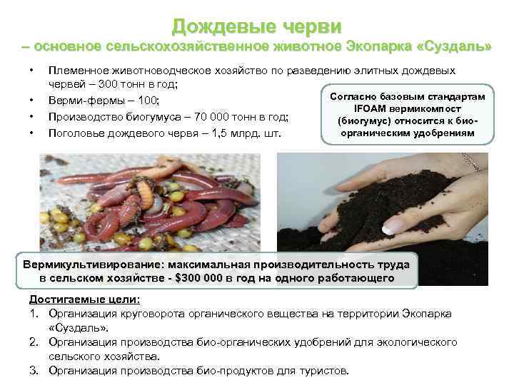 Дождевые черви – основное сельскохозяйственное животное Экопарка «Суздаль» • • Племенное животноводческое хозяйство по