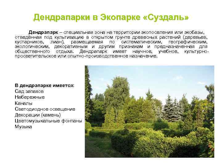 Дендрапарки в Экопарке «Суздаль» Дендрапарк – специальная зона на территории экопоселения или экобазы, отведённая