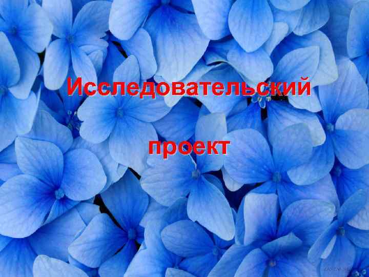 Исследовательский проект 