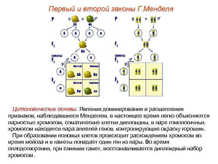 Первый и второй законы Г. Менделя Цитологические основы. Явления доминирования и расщепления признаков, наблюдавшиеся