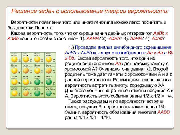 Решение задач с использование теории вероятности: Вероятности появления того или иного генотипа можно легко