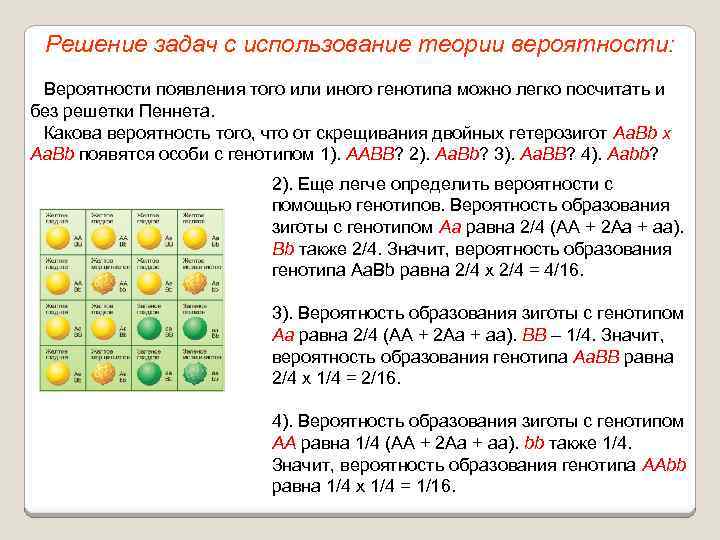 Решение задач с использование теории вероятности: Вероятности появления того или иного генотипа можно легко