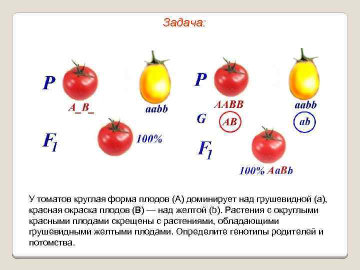 Задача: У томатов круглая форма плодов (А) доминирует над грушевидной (а), красная окраска плодов