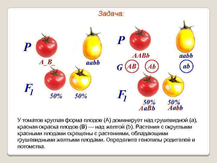 Задача: У томатов круглая форма плодов (А) доминирует над грушевидной (а), красная окраска плодов