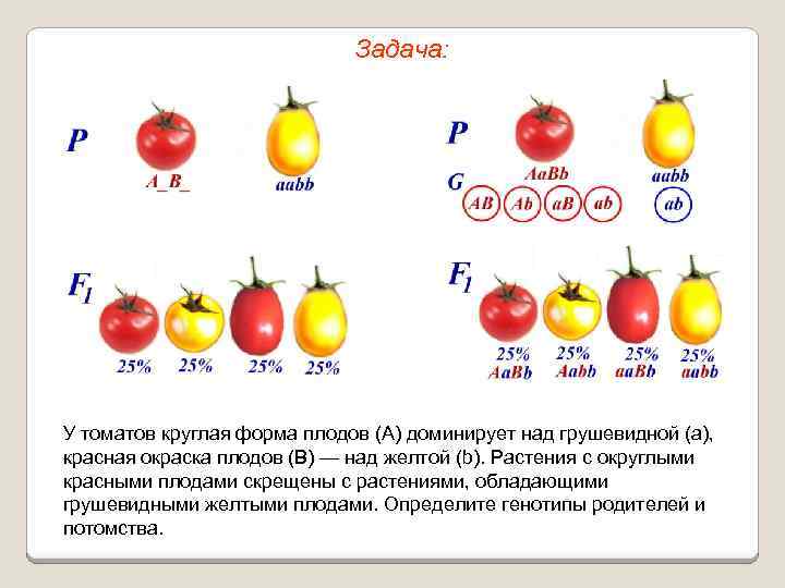 Задача: У томатов круглая форма плодов (А) доминирует над грушевидной (а), красная окраска плодов