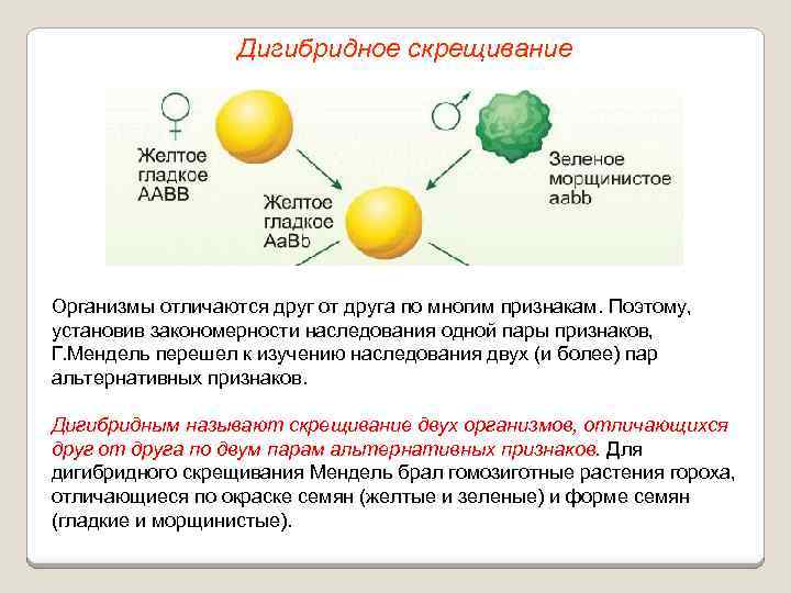 Дигибридное скрещивание Организмы отличаются друг от друга по многим признакам. Поэтому, установив закономерности наследования