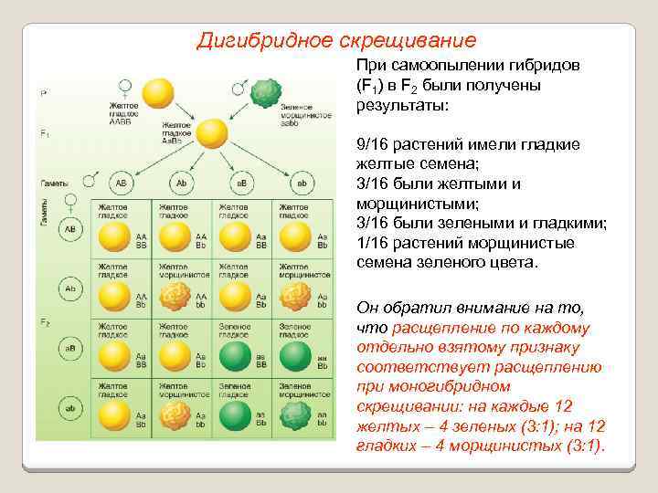 Дигибридное скрещивание При самоопылении гибридов (F 1) в F 2 были получены результаты: 9/16