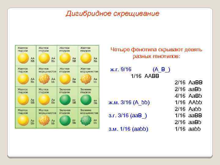 Дигибридное скрещивание Четыре фенотипа скрывают девять разных генотипов: ж. г. 9/16 (А_B_) 1/16 ААВВ