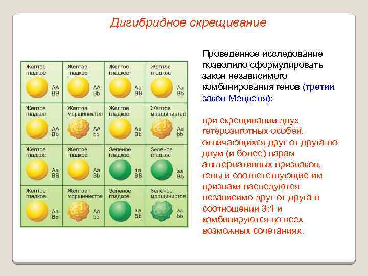 Анализирующее дигибридное скрещивание схема