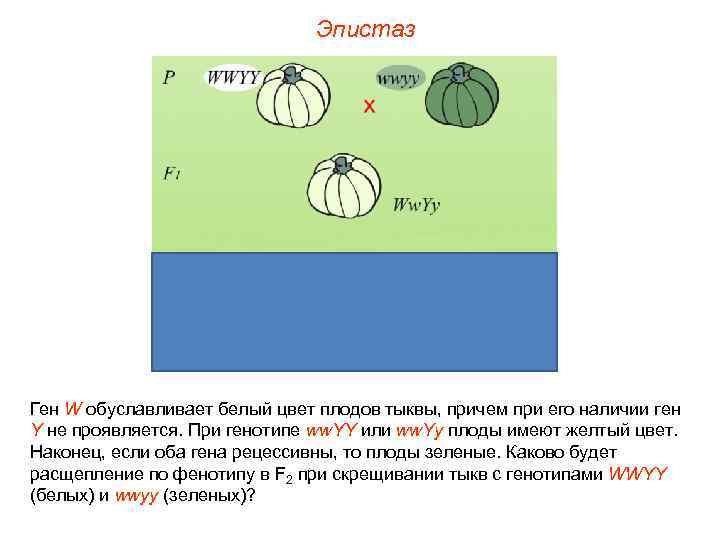 Эпистаз Ген W обуславливает белый цвет плодов тыквы, причем при его наличии ген Y