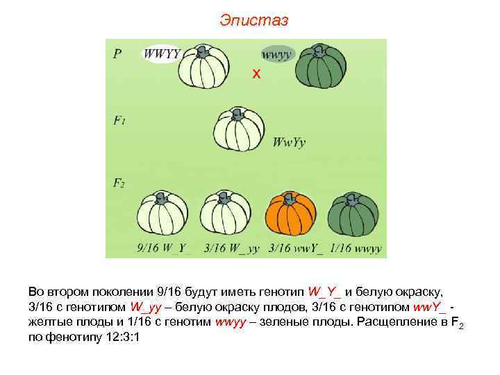 Эпистаз Во втором поколении 9/16 будут иметь генотип W_Y_ и белую окраску, 3/16 с