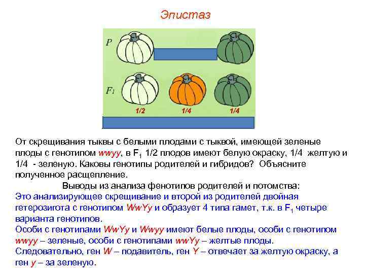 Эпистаз От скрещивания тыквы с белыми плодами с тыквой, имеющей зеленые плоды с генотипом