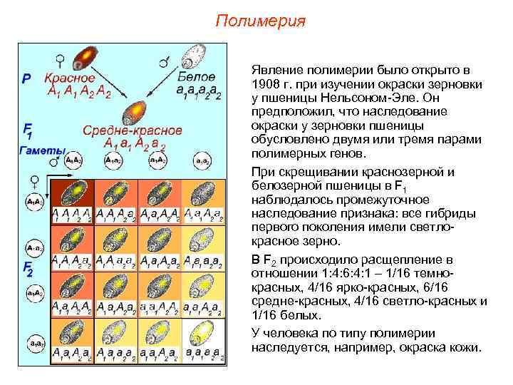 Полимерия Явление полимерии было открыто в 1908 г. при изучении окраски зерновки у пшеницы