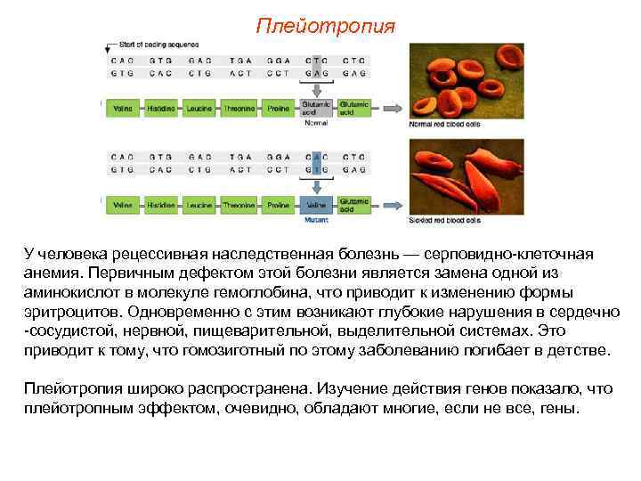 Плейотропия У человека рецессивная наследственная болезнь — серповидно-клеточная анемия. Первичным дефектом этой болезни является