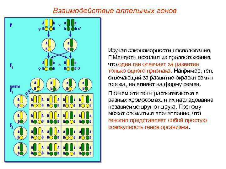 Взаимодействие аллельных генов Изучая закономерности наследования, Г. Мендель исходил из предположения, что один ген
